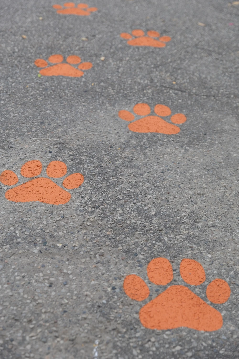 Animal footprints